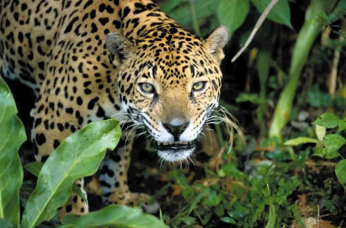 Jaguar resting against a dark background