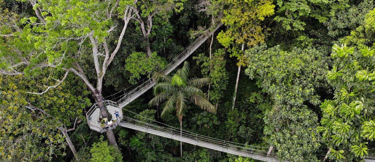 Raised wooden walkway and viewing platform among rainforest trees