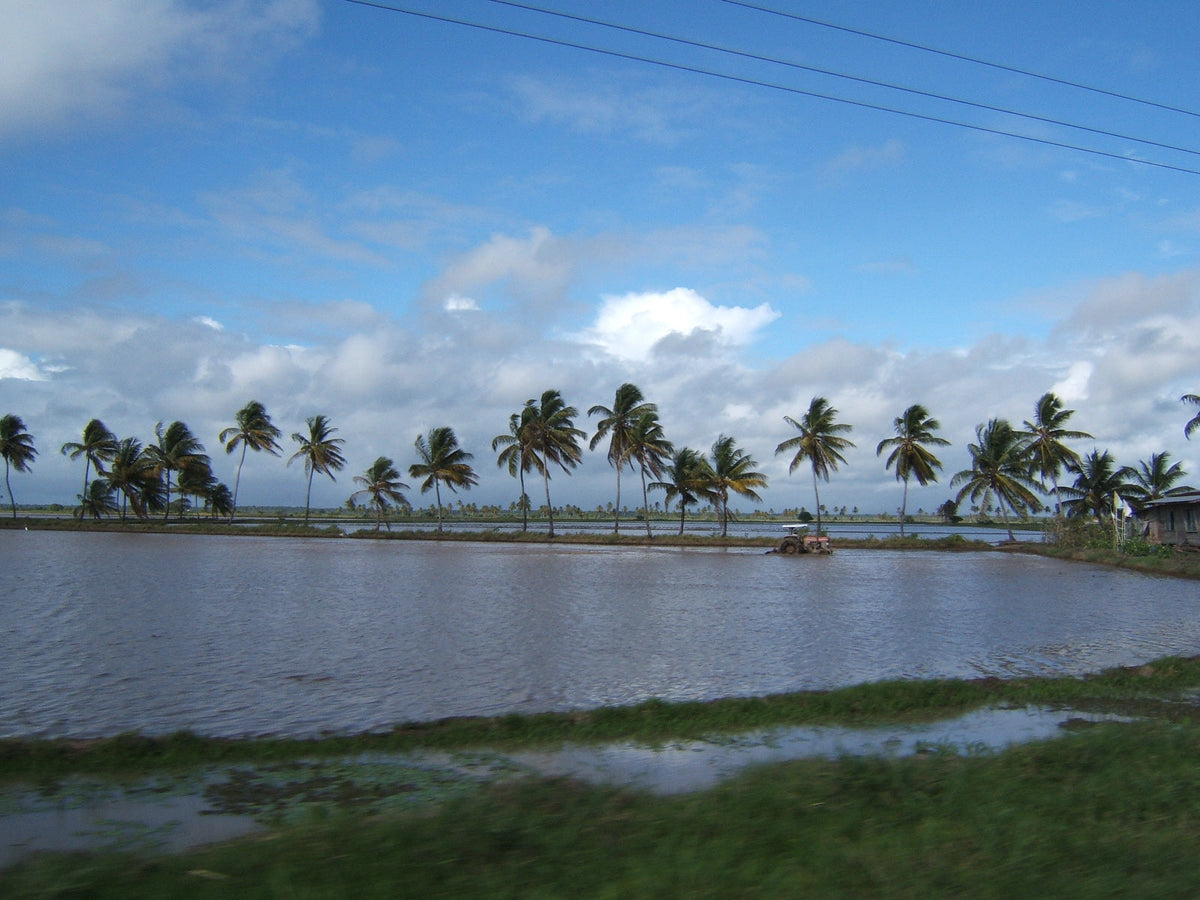 Rice field in Guyana with a tractor working between flooded paddies