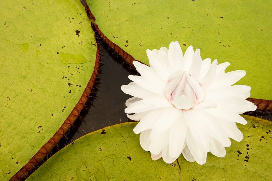 Global Biodiversity Alliance