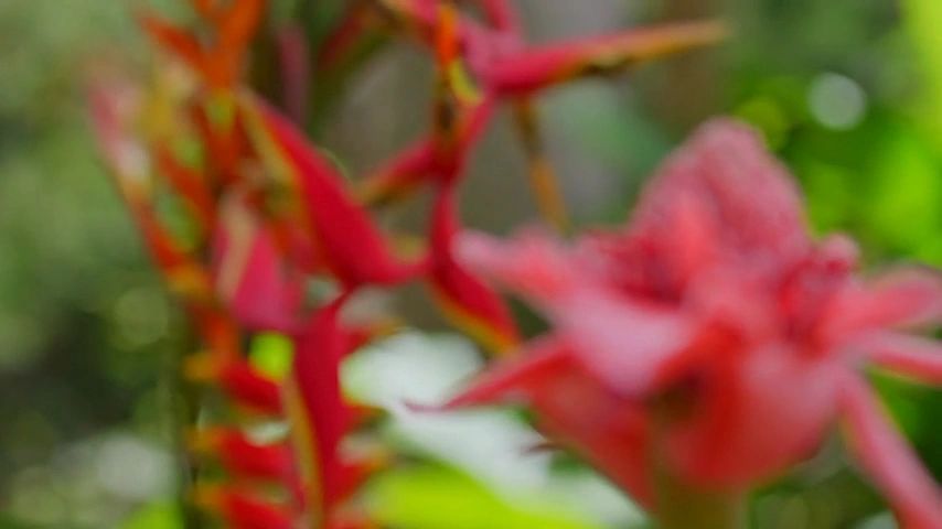 Grenada Flower & Garden Festival 2026
