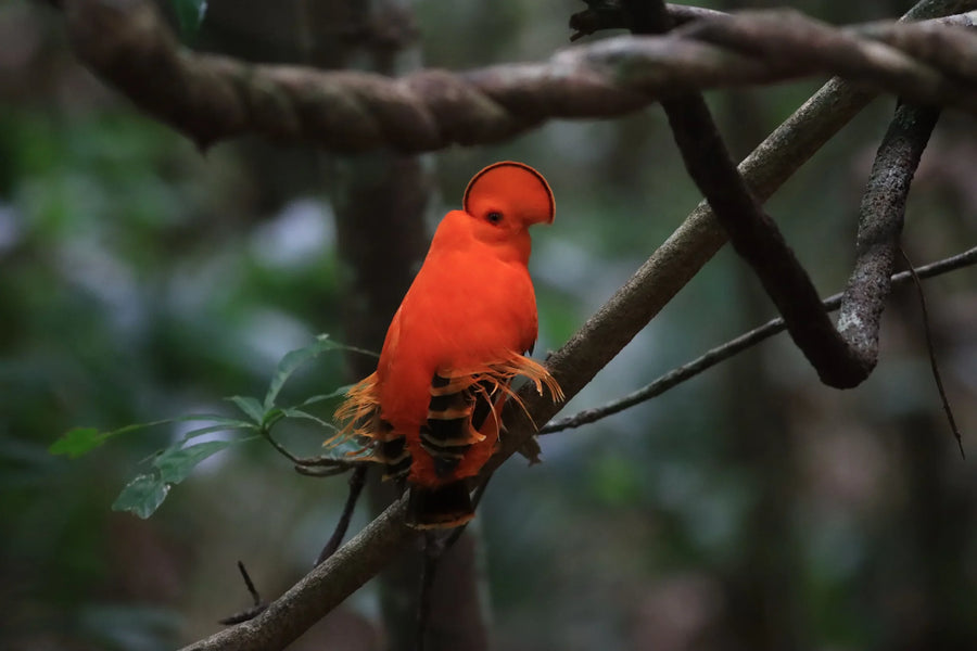 Wild Adventures Guyana